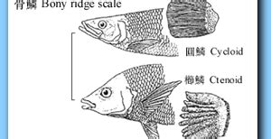 有鱗魚種類|分類学講座